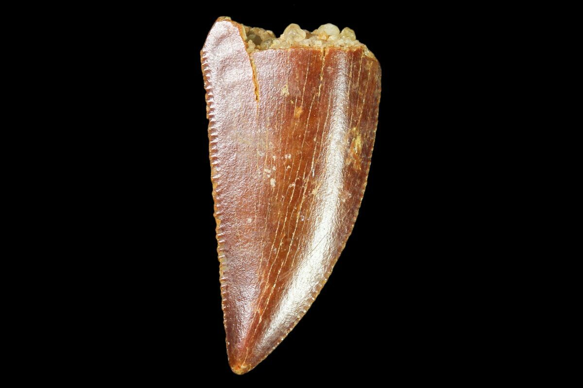 authentic dinosaur tooth