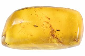 Polished Chiapas Amber With Bug Inclusions - Mexico #102478