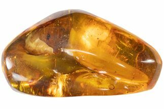 Large, Polished Amber With Fossil Ant ( gram) - Mexico #102515