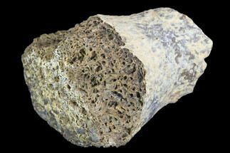 Fossil Phytosaur Toe Bone Section - Arizona #102453