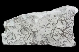 Plate Of Silurian Fossil Algae (Leveillites) - Estonia #102616