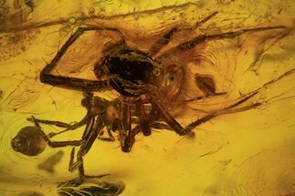 mm Detailed Fossil Spider (Aranea) In Baltic Amber #102769