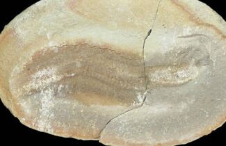 Didontogaster Fossil Worm (Pos/Neg) - Mazon Creek #101540