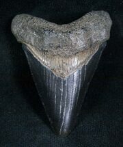 Megalodon Tooth From Georgia #7305