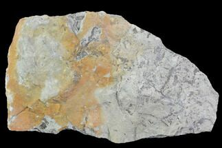 Plate Of Silurian Fossil Algae (Leveillites) - Estonia #102648
