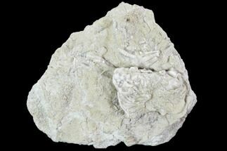 Crinoid (Rhodocrinites) Fossil on Rock - Gilmore City, Iowa #102965