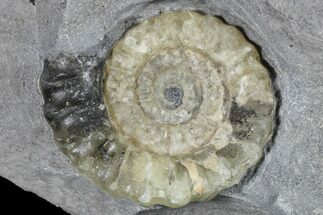 Ammonite (Promicroceras) Fossil - Lyme Regis #103024