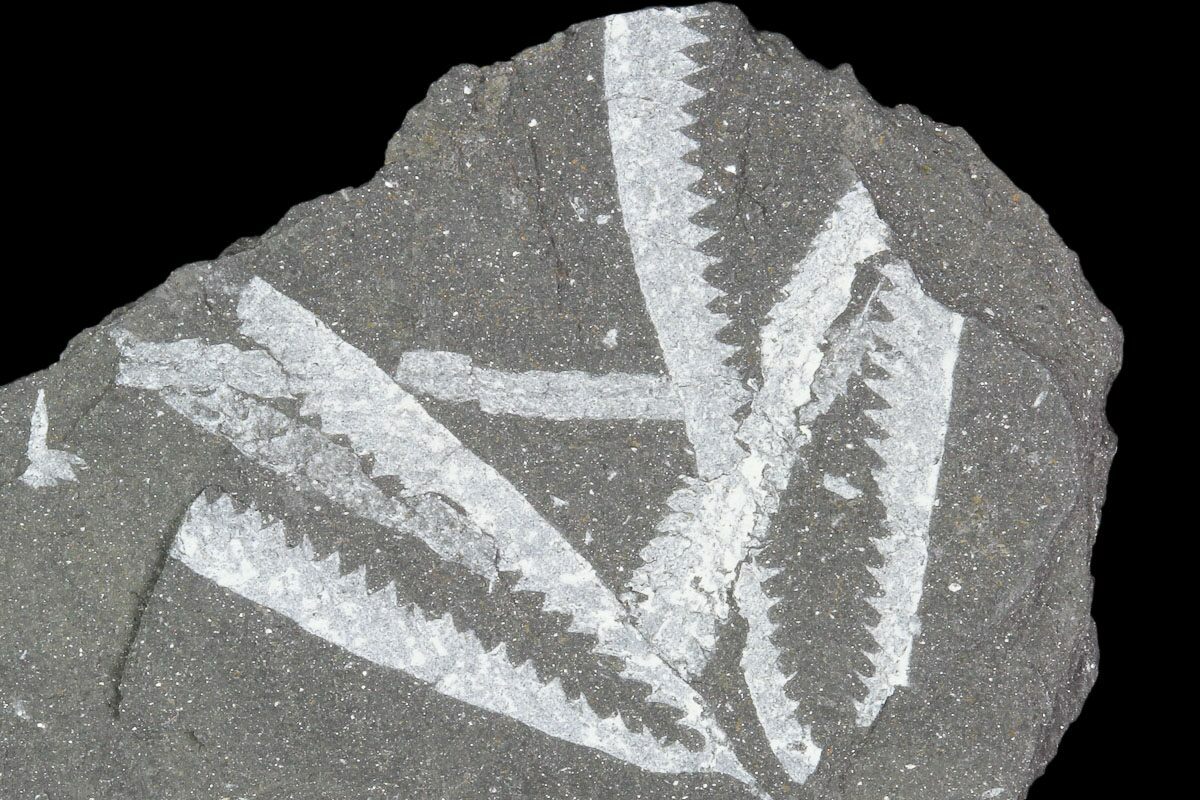 1 5 Fossil Graptolite Cluster Didymograptus Great Britain 103409 