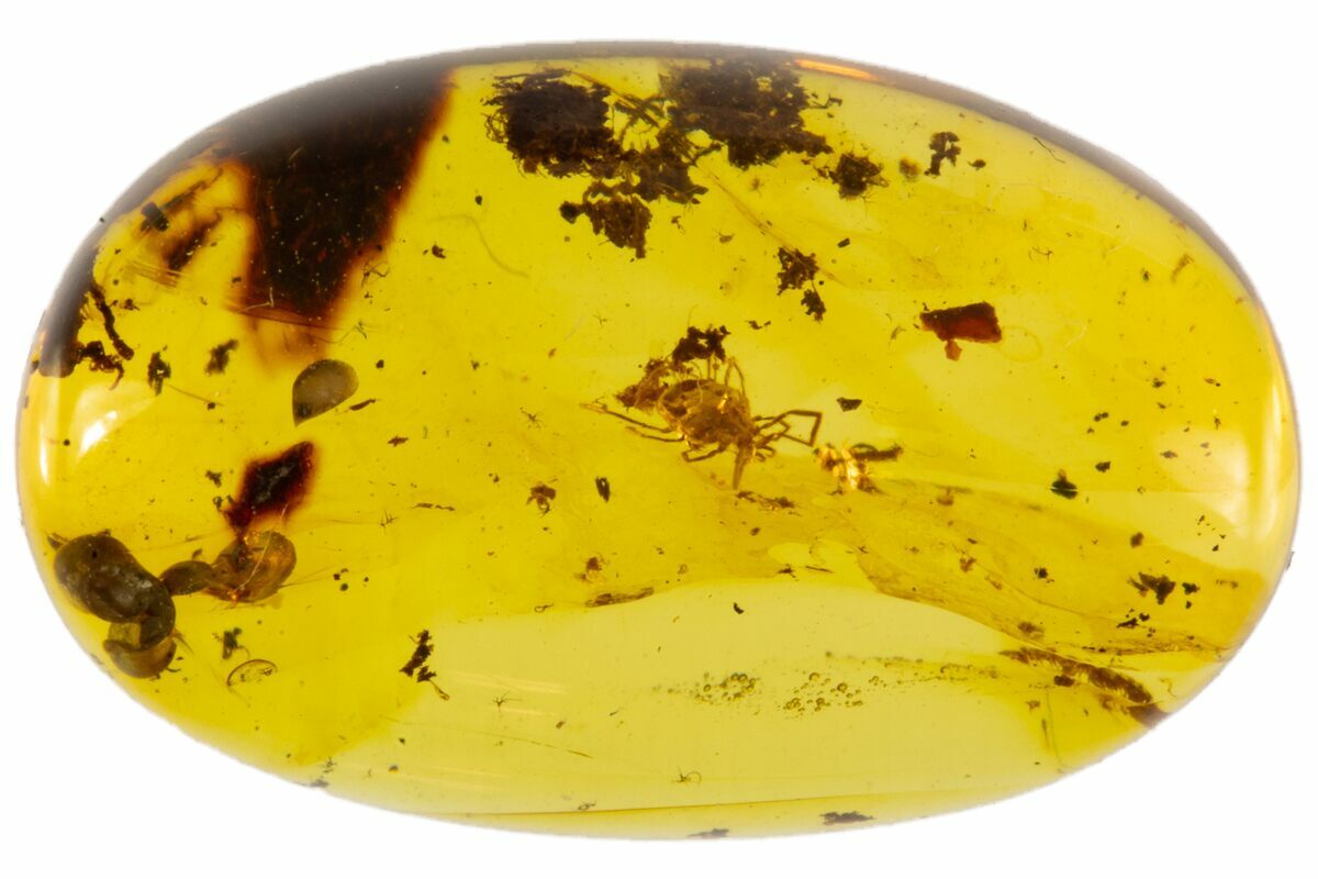 Cretaceous Fossil Tick (Parasitiformes) in Amber - Myanmar For Sale ...