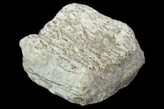 Hadrosaur Bone Fragment - Montana #103176