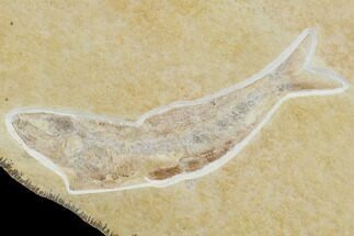 Nice Jurassic Fossil Fish (Tharsis) - Solnhofen Limestone #103618