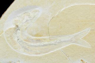 Jurassic Fossil Fish (Tharsis) - Solnhofen Limestone #103619