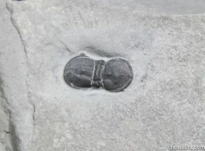 Inch Agnostid Trilobite, McKay Group, BC #1244