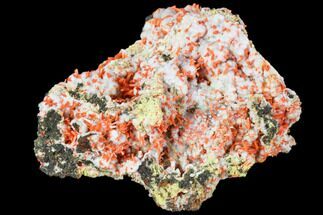 Bright Orange Crocoite Crystal Cluster with Gibbsite - Tasmania #103818