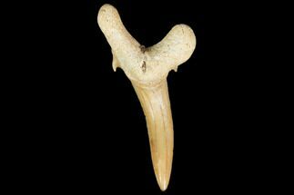 Pathological Sand Tiger Shark (Striatolamia) Tooth - Morocco #103610