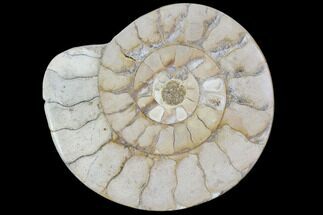 Polished Ammonite (Hildoceras) Fossil - England #104005