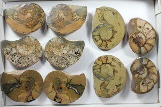 Lot: - Morocco Cut & Polished Ammonites - Pairs #103822