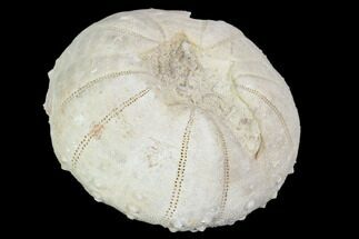 Fossil Sea Urchin (Heterodiadema) - Morocco #104479