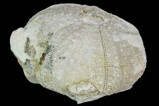 Fossil Sea Urchin - Morocco #104520