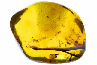 Polished Chiapas Amber With Insect Inclusion ( g) - Mexico #104269