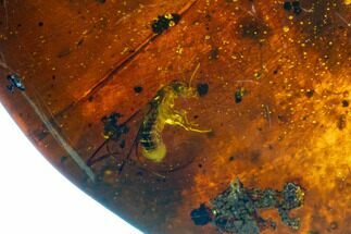 Polished Chiapas Amber With Insect Inclusion ( grams) - Mexico #104284