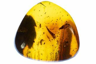 Polished Amber With Wasp & Fly ( grams) - Mexico #104286
