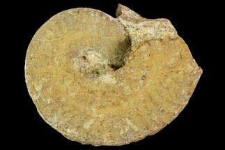 Fossil Ammonite (Ochetoceras) - France #104554