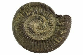 Fossil Ammonite (Ceratites) - Nevada #104574