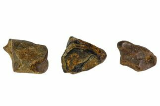 Three Partial Fossil Hadrosaur Teeth - Montana #103704