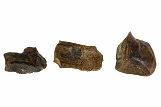 Three, Partial Fossil Hadrosaur Teeth - Montana #103711