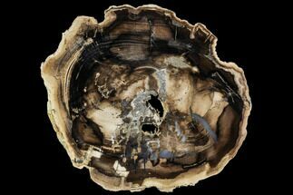 7.3" Petrified Wood (Cherry) Round - McDermitt, Oregon - Fossil #104589