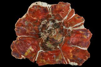Brilliant Red Petrified Wood (Araucarioxylon) Round - Arizona #104593