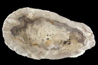 Polished Petrified Wood (Dicot) Slab - Texas #104960