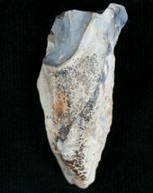 Large Chasmosaurus Tooth - Montana #7415