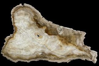 Polished Petrified Wood (Oak) Slab - Texas #104882