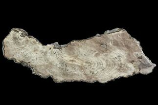 Polished Petrified Wood (Dicot) Slab - Texas #104922