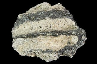 Fossil Dinosaur Jaw Fragment - Aguja Formation, Texas #105024