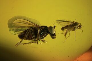 Detailed Fossil Flies In Baltic Amber - Excellent Eye Facets! #105433