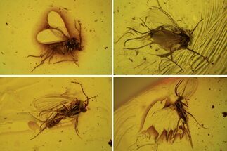 Five Detailed Fossil Flies (Sciaridae) In Baltic Amber #105445