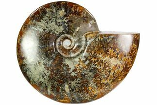 Polished Ammonite (Cleoniceras) With Pyrite - Madagascar #104855