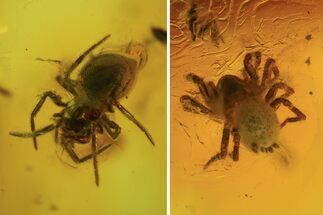 Two Fossil Spiders (Aranea) In Baltic Amber #105466