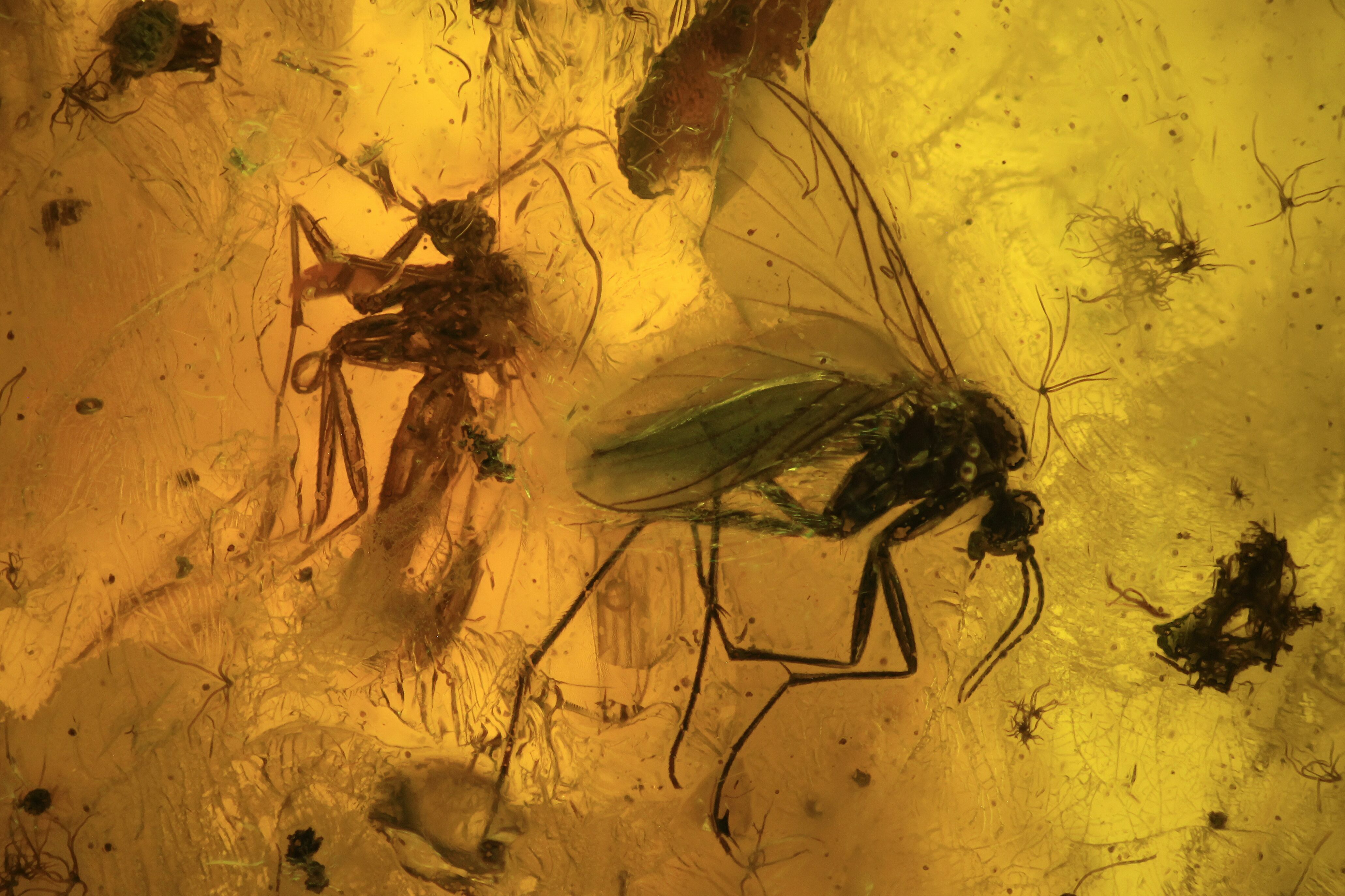 Fossil Springtail (Collembola) & Flies (Diptera) In Baltic Amber ...