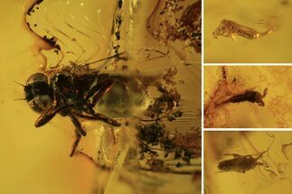 Three Fossil Springtails (Collembola) & Fly (Diptera) in Baltic Amber #105499