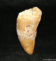 / Inch Partial Carcharodontosaurus Tooth #1261