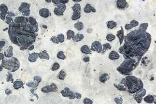 Bolaspidella & Elrathia Trilobite Cluster - Utah #105515
