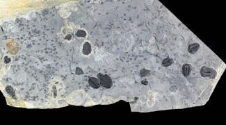 Elrathia Trilobite & Cyanobacteria Cluster - Wheeler Shale, Utah #105599