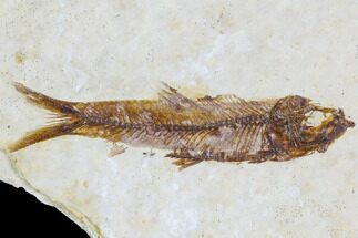Fossil Fish (Knightia) - Wiith Display Case #105583