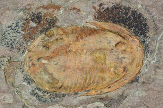 Orange, Ordovician Trilobite (Asaphellus) - Morocco #105866