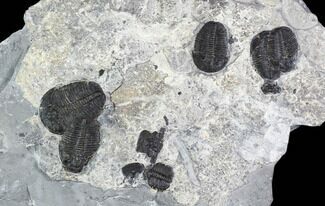 Large Elrathia Trilobite Cluster - Wheeler Shale, Utah #105595