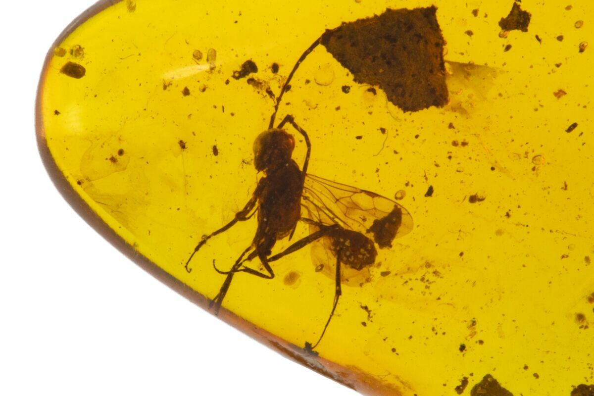 Cretaceous Wasp In Amber Myanmar For Sale 105819